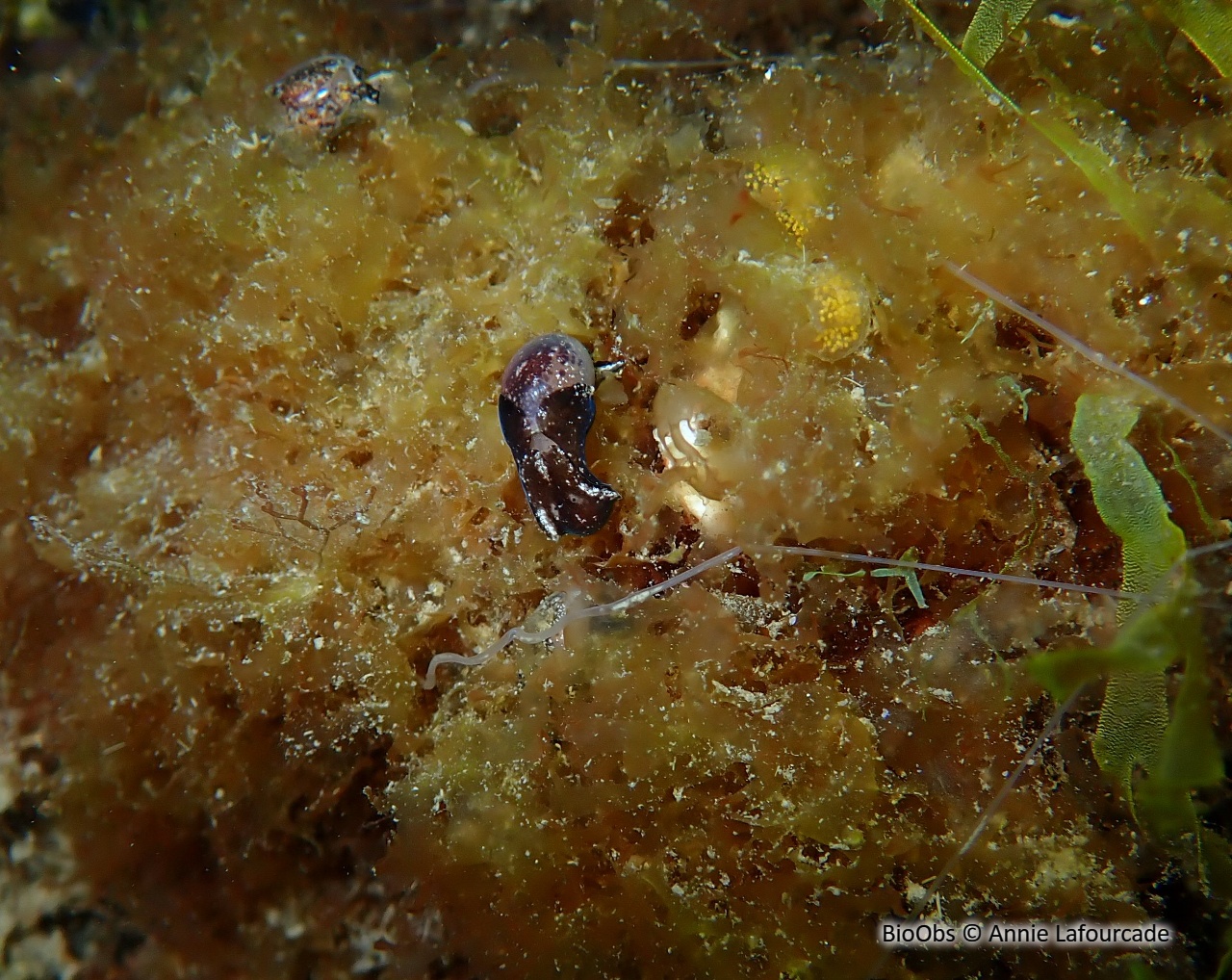 Petite bulle - Haminoea exigua - Annie Lafourcade - BioObs