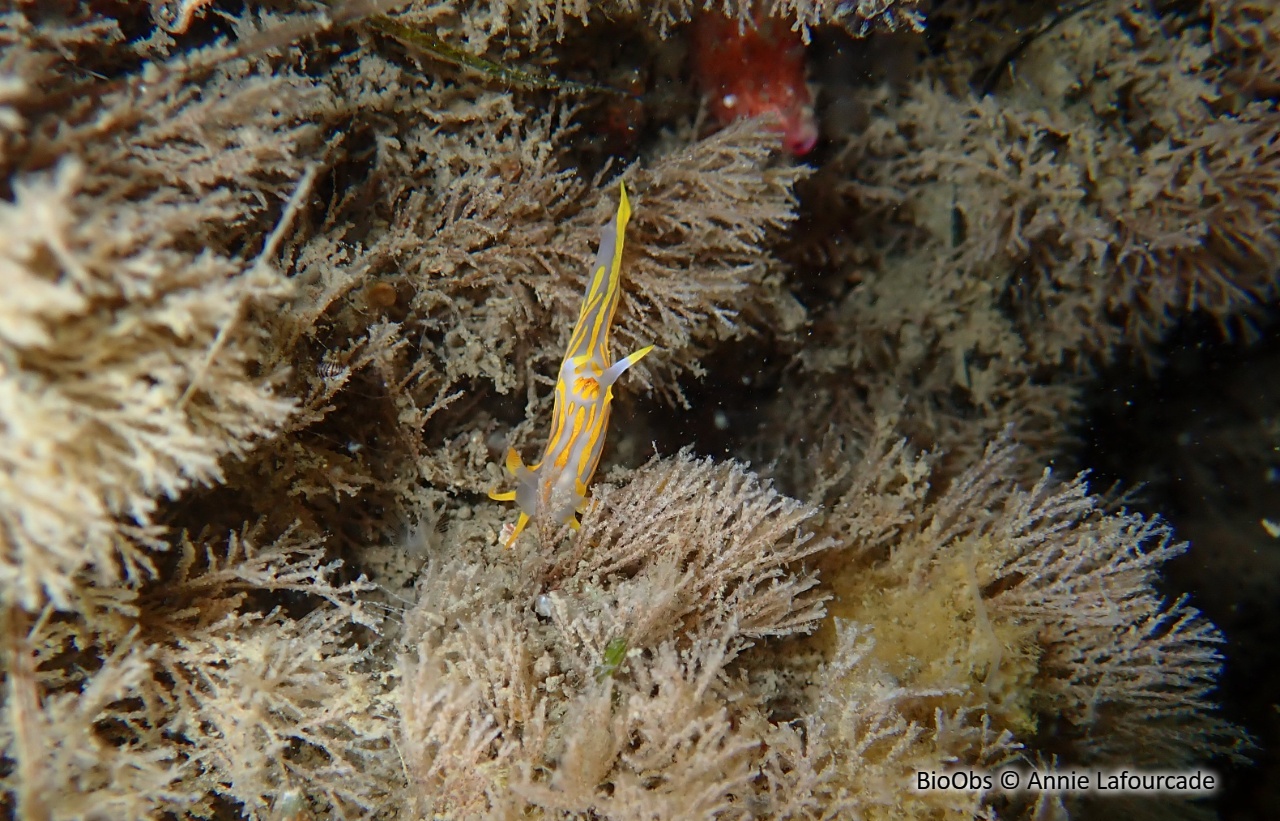 Bryozoaire inopiné - Tricellaria inopinata - Annie Lafourcade - BioObs