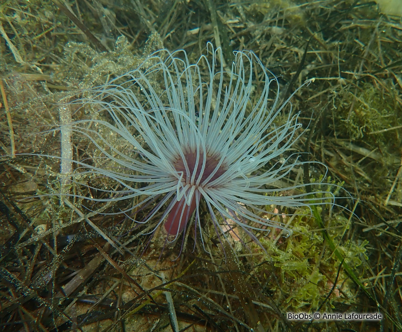 Cérianthe solitaire - Pachycerianthus solitarius - Annie Lafourcade - BioObs