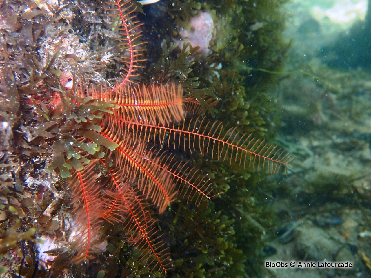 Comatule de Méditerranée - Antedon mediterranea - Annie Lafourcade - BioObs
