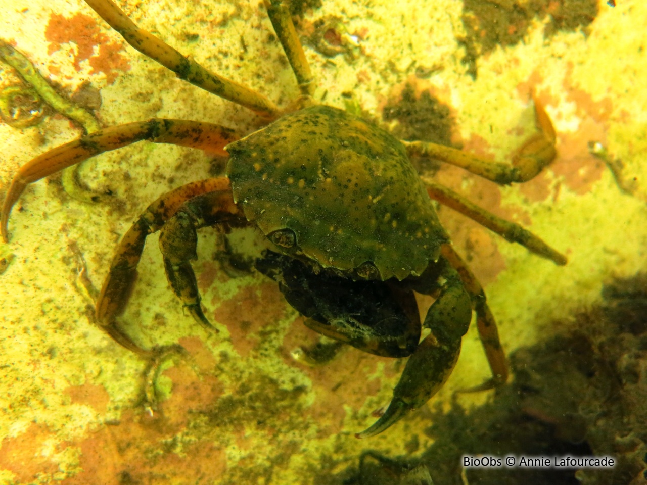 Crabe vert de Méditerranée - Carcinus aestuarii - Annie Lafourcade - BioObs