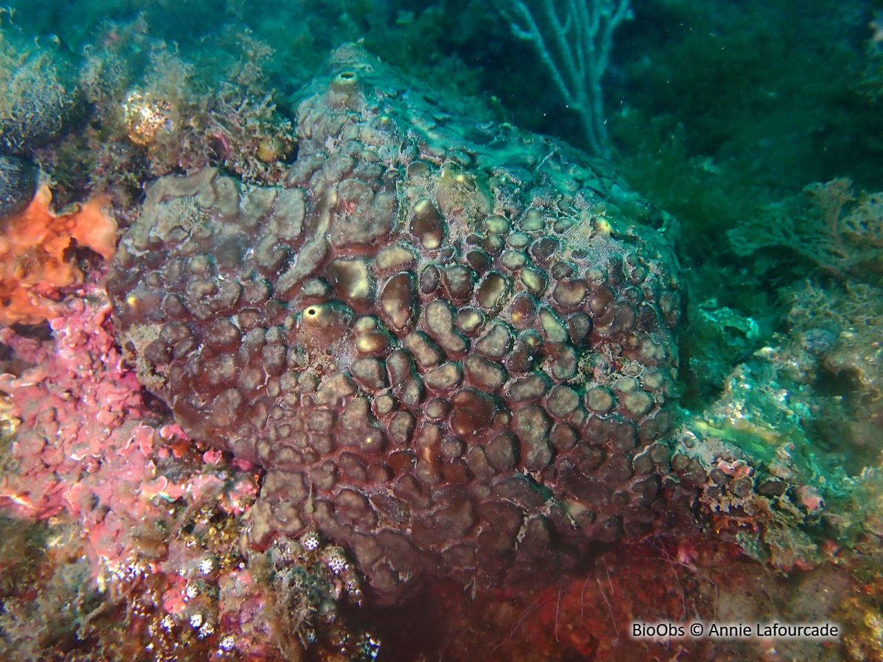 Clione verte - Cliona viridis - Annie Lafourcade - BioObs