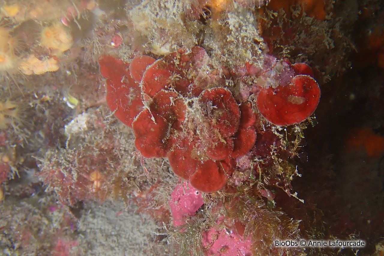 Peyssonnele rouge - Peyssonnelia rubra - Annie Lafourcade - BioObs