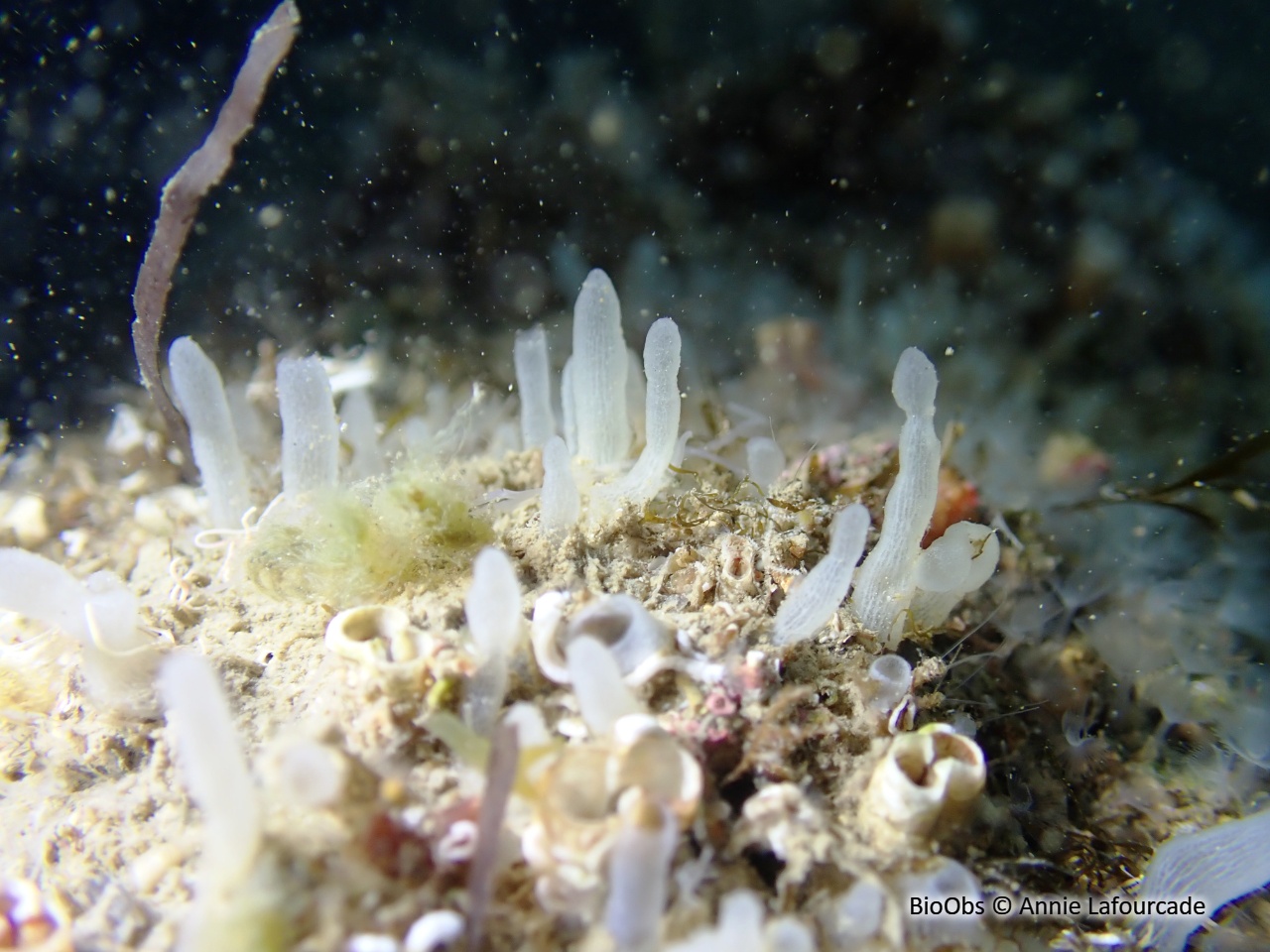 Eponge-fistule blanc-fauve - Oceanapia isodictyiformis - Annie Lafourcade - BioObs