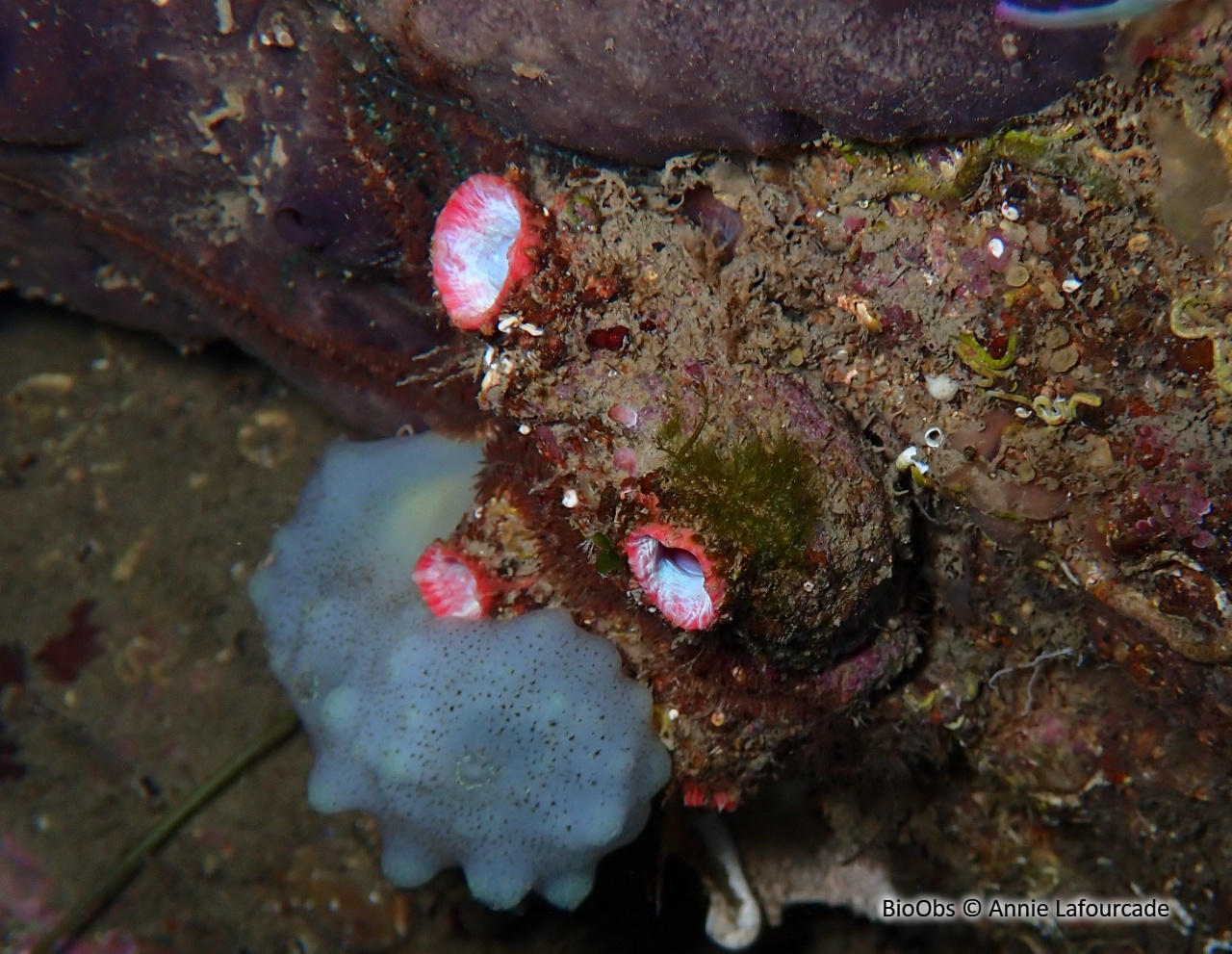 Violet à bouche rose - Pyura dura - Annie Lafourcade - BioObs