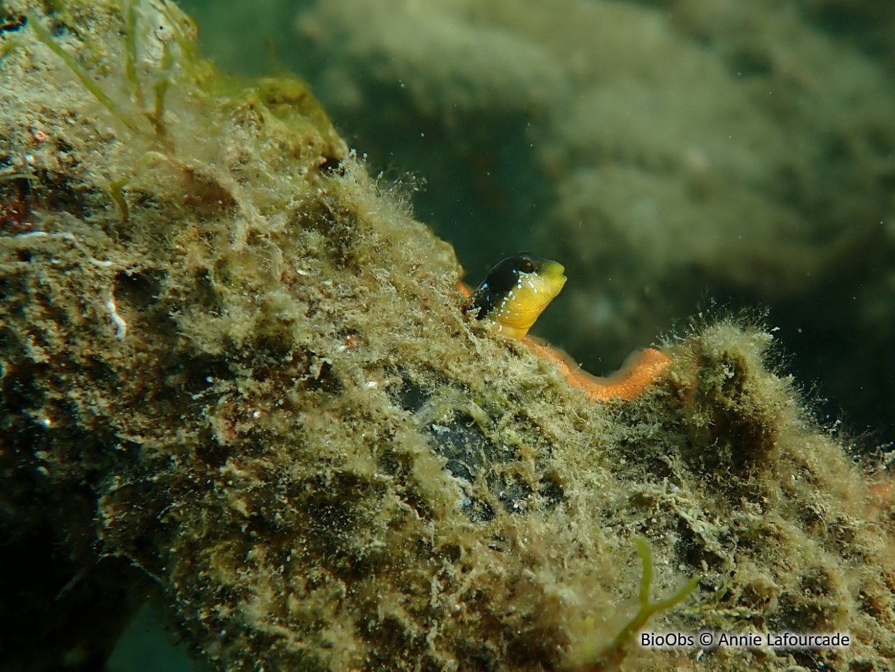 Blennie dalmate - Microlipophrys dalmatinus - Annie Lafourcade - BioObs