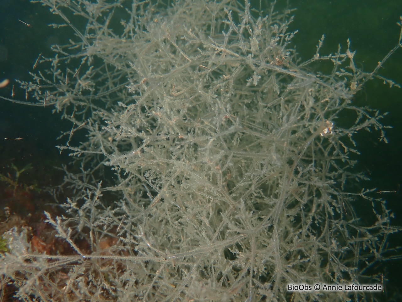 Bryozoaire spaghetti - Amathia verticillata - Annie Lafourcade - BioObs
