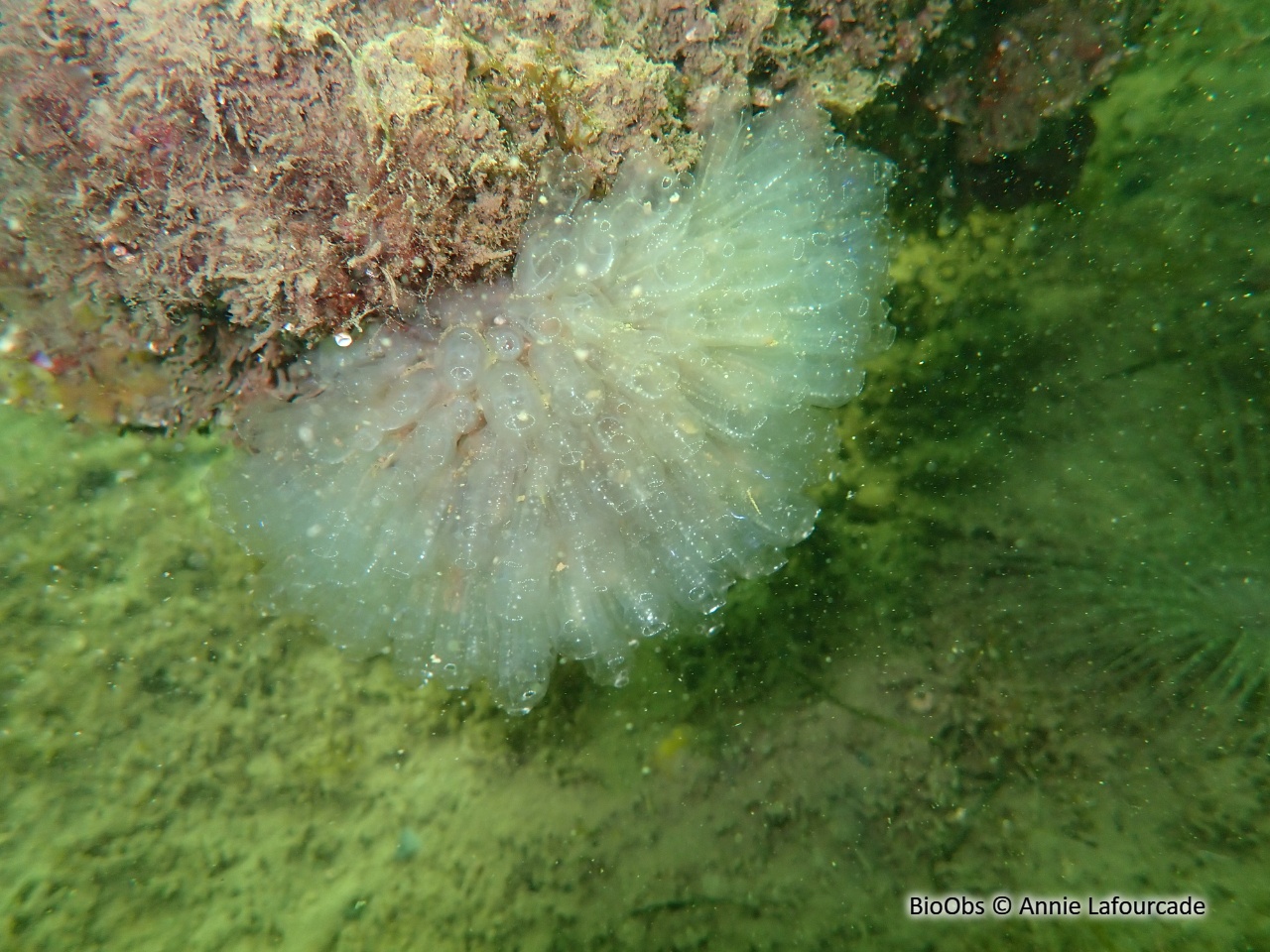Claveline oblongue - Clavelina oblonga - Annie Lafourcade - BioObs