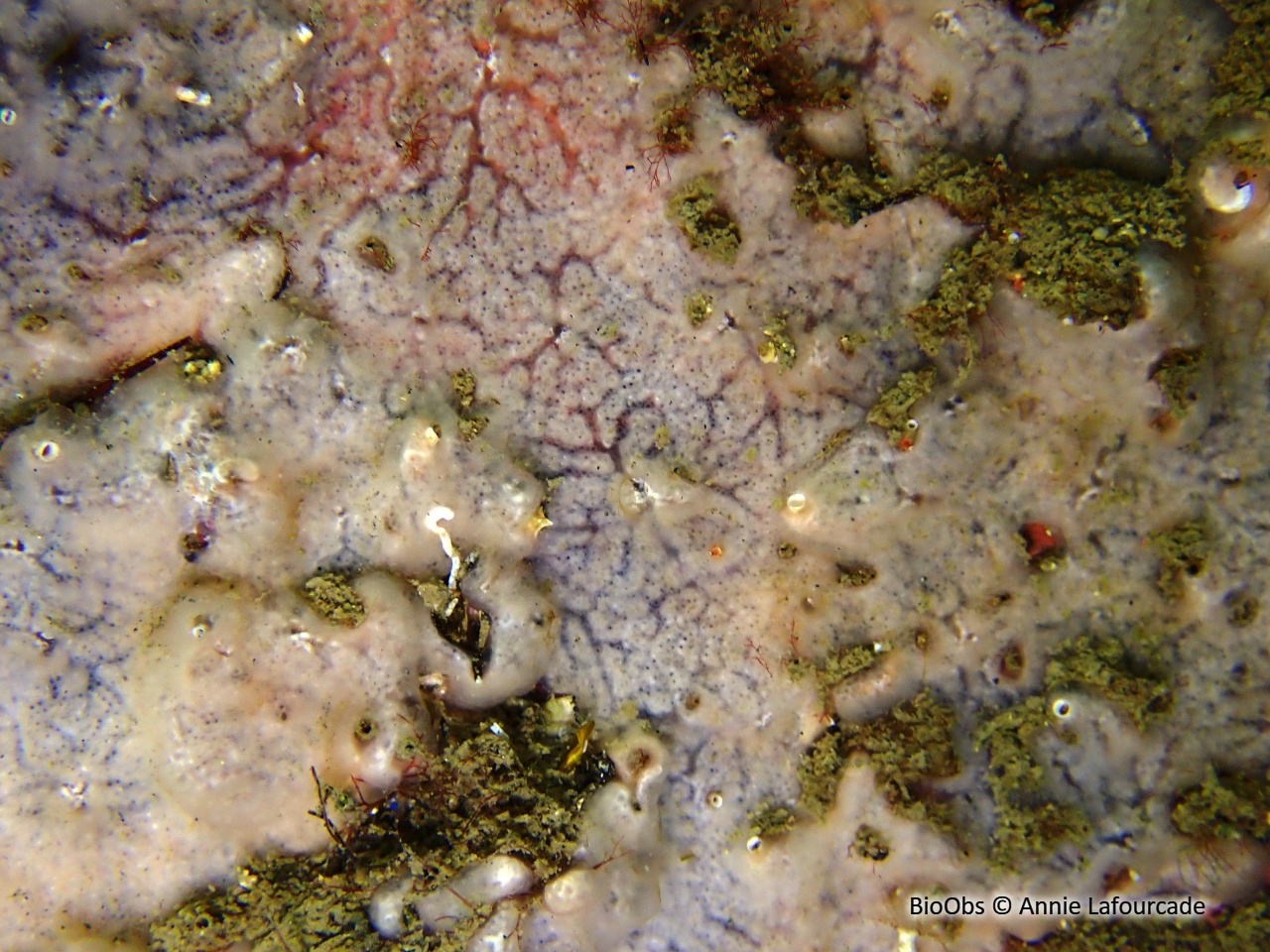 Didemne de Lahille - Didemnum lahillei - Annie Lafourcade - BioObs