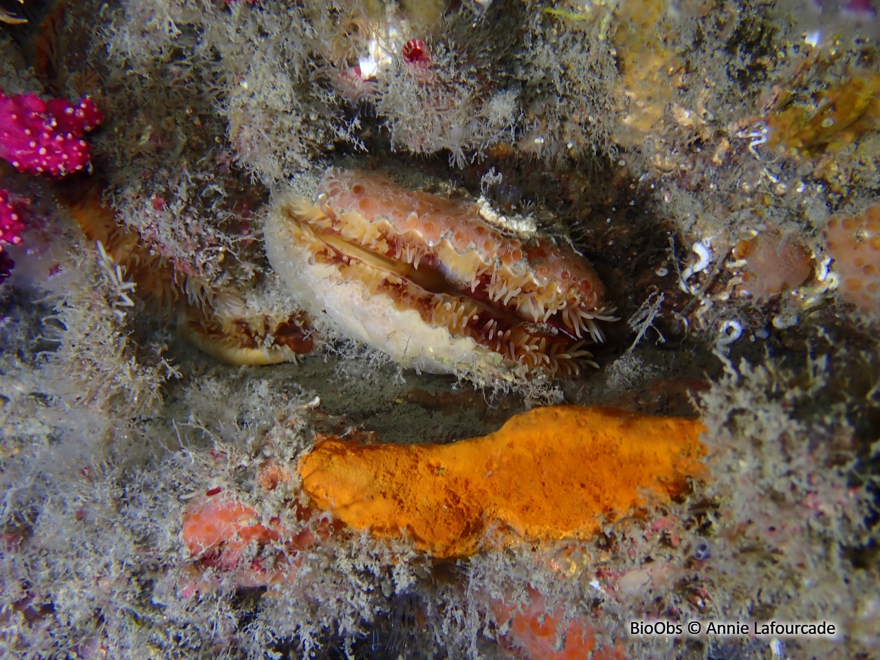 Pétoncle noir - Mimachlamys varia - Annie Lafourcade - BioObs