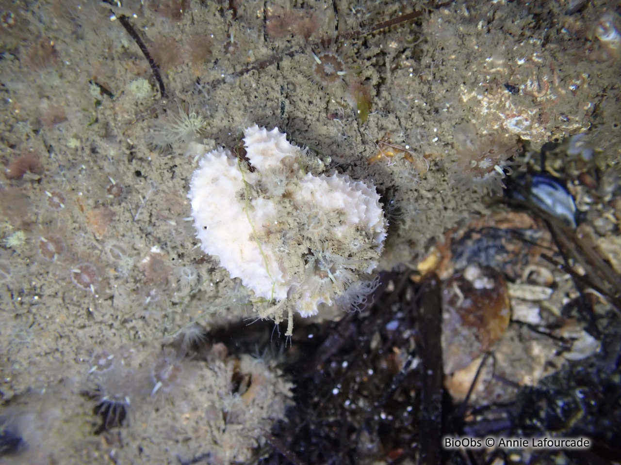 Arche de Noé - Arca noae - Annie Lafourcade - BioObs