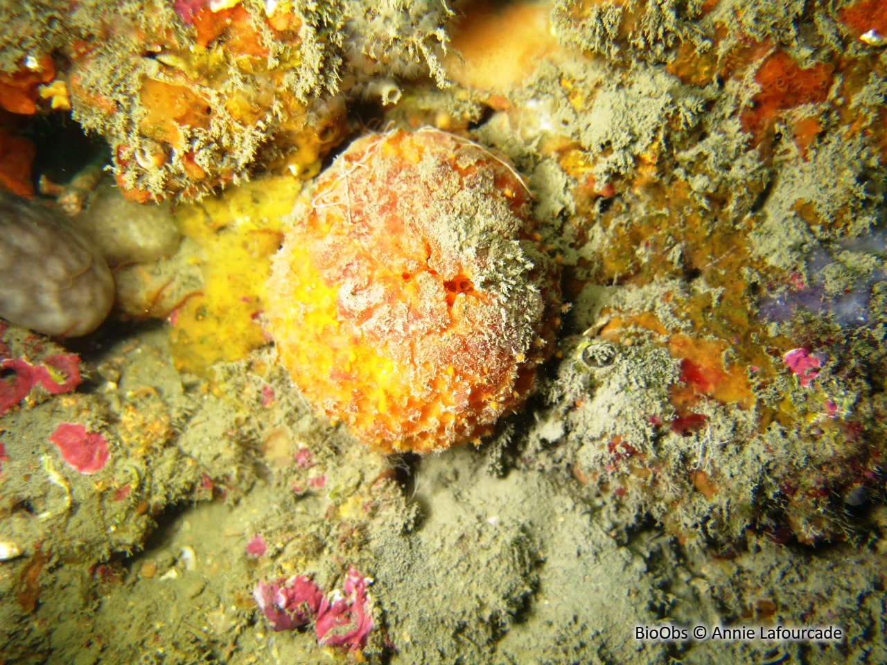 Orange de mer de Méditerranée - Tethya aurantium - Annie Lafourcade - BioObs