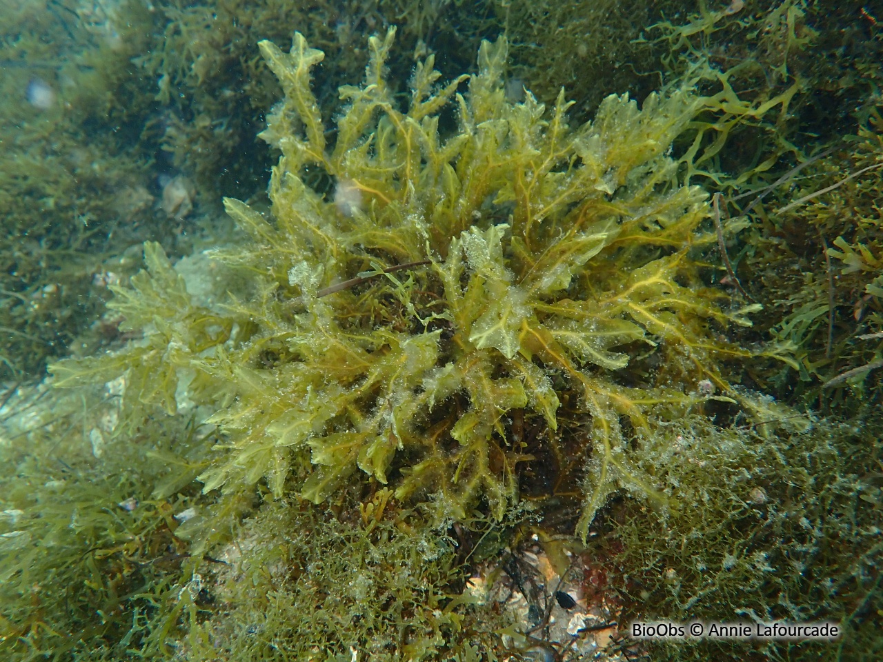 Fougère de mer - Dictyopteris polypodioides - Annie Lafourcade - BioObs