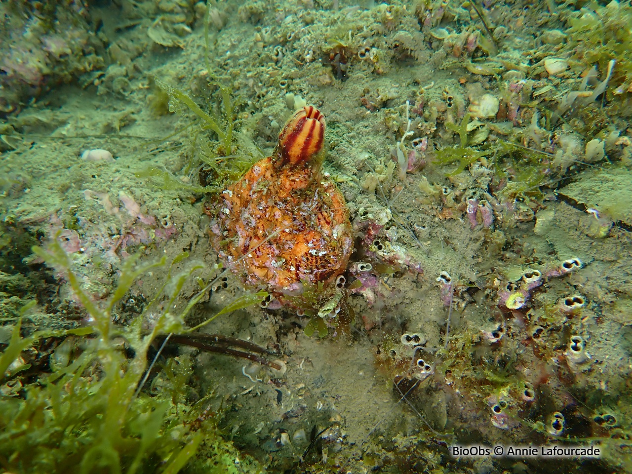 Violet - Microcosmus sabatieri - Annie Lafourcade - BioObs