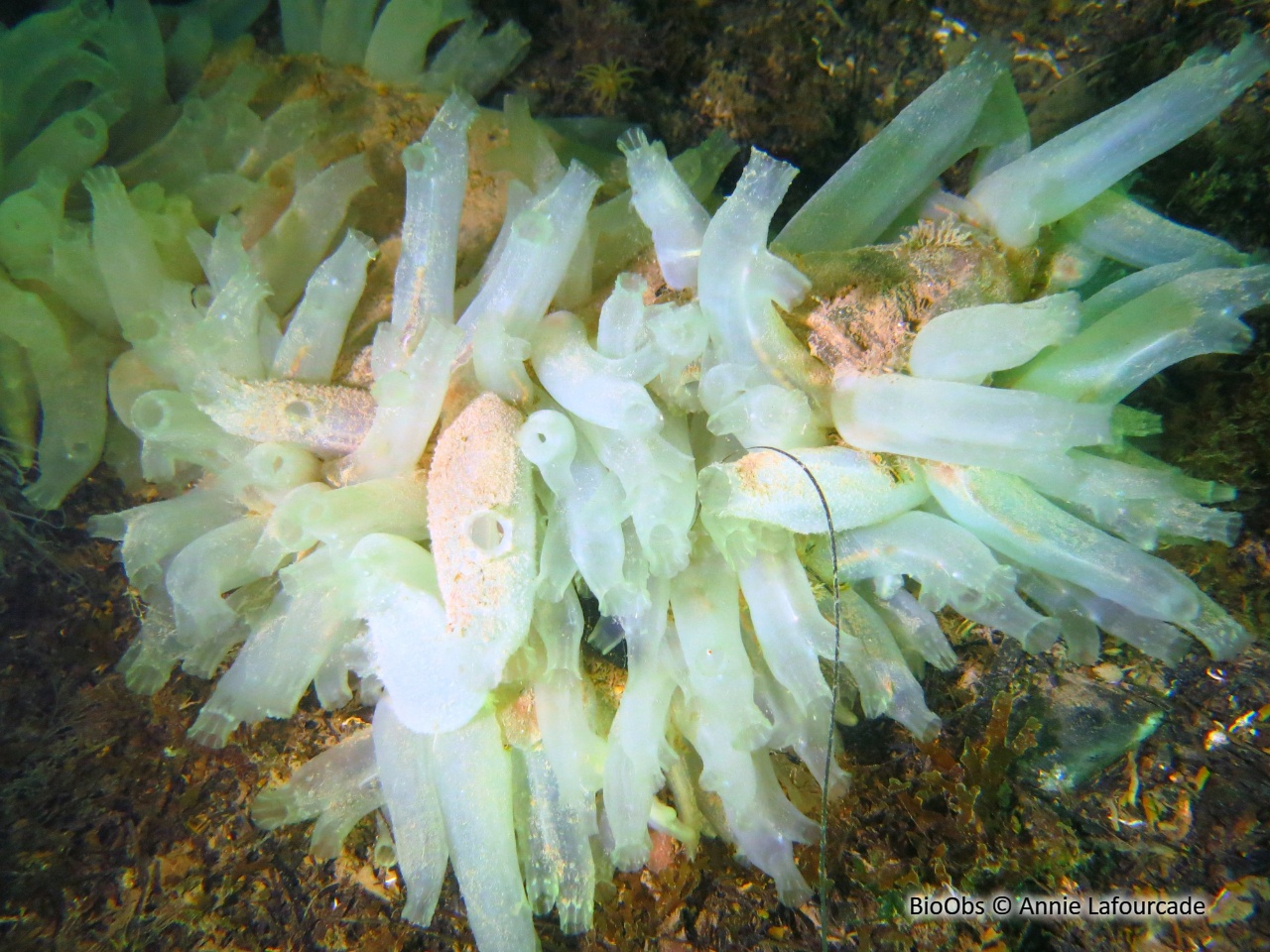 Cione intestinale - Ciona intestinalis - Annie Lafourcade - BioObs