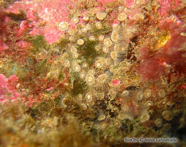 Anémone encroûtante brune - Epizoanthus couchii - Annie Lafourcade - BioObs