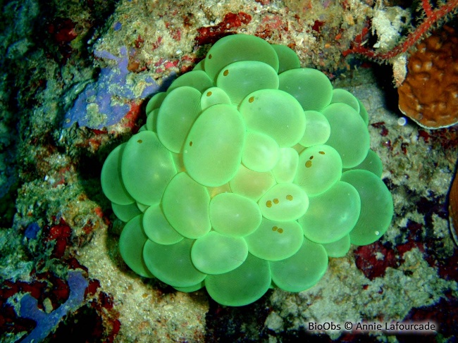 Corail à bulles sinueux - Plerogyra sinuosa - Annie Lafourcade - BioObs