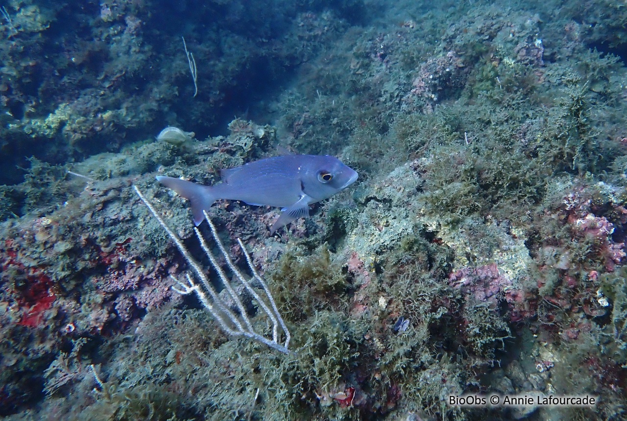 Pagre commun - Pagrus pagrus - Annie Lafourcade - BioObs