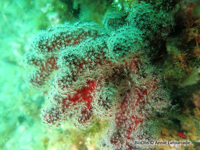 Main de mer - Alcyonium palmatum - Annie Lafourcade - BioObs