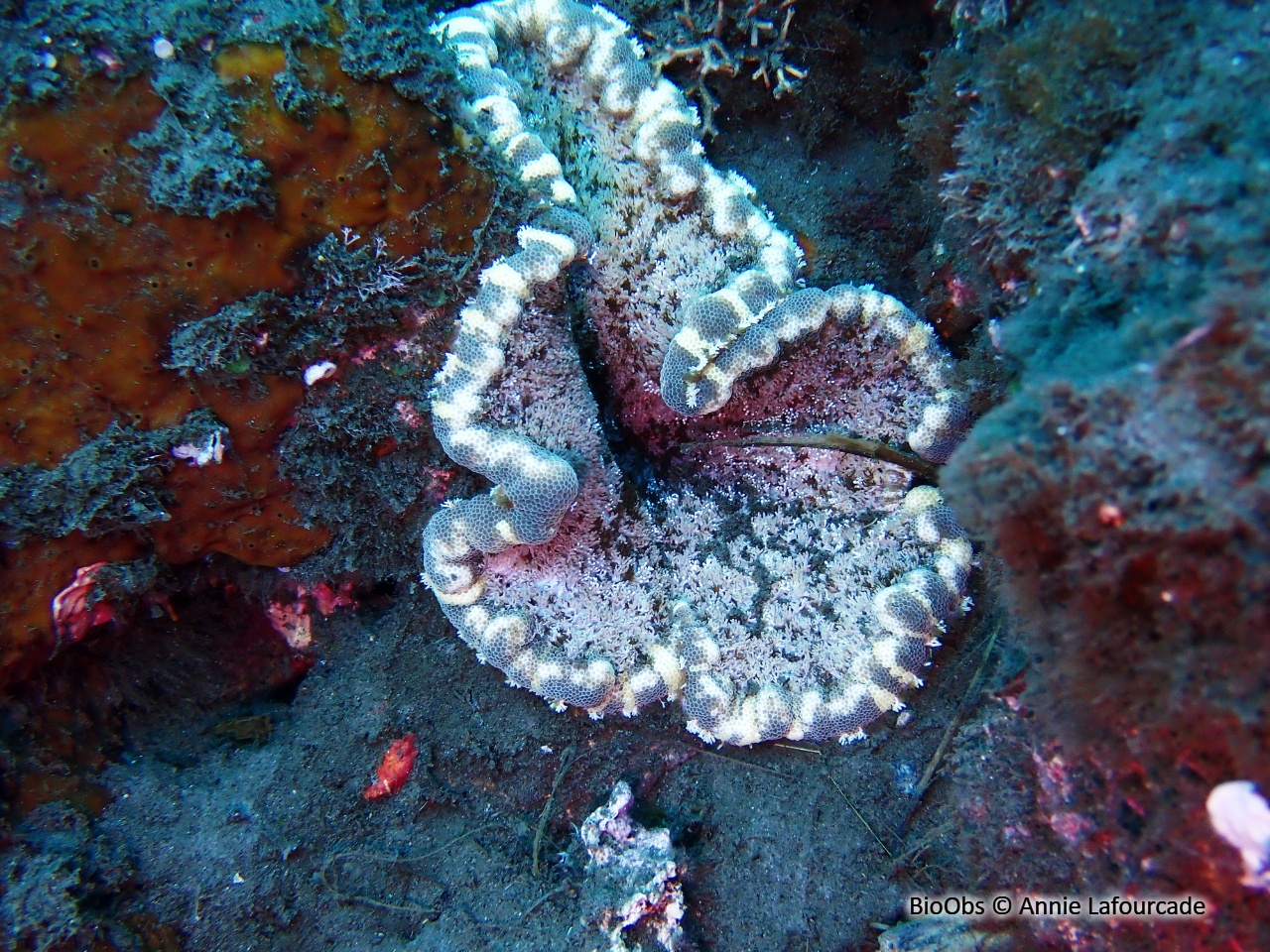 Anémone de Haddon - Stichodactyla haddoni Anémone de Haddon - Stichodactyla haddoni