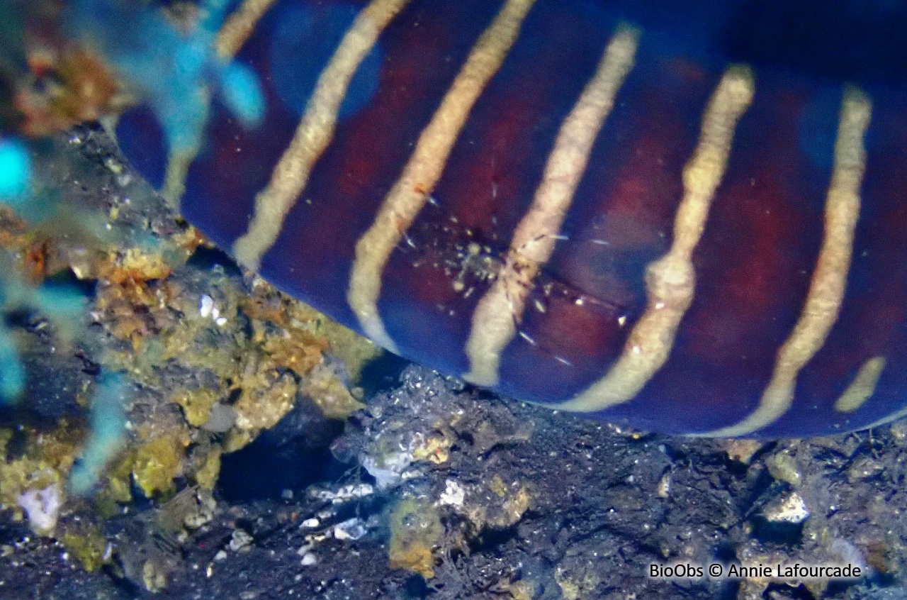 Crevette nettoyeuse de Bruun - Urocaridella antonbruunii - Annie Lafourcade - BioObs