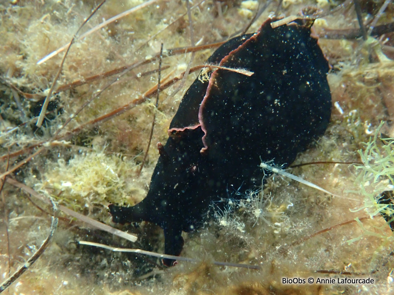 Lièvre de mer, aplysie fasciée - Aplysia fasciata - Annie Lafourcade - BioObs