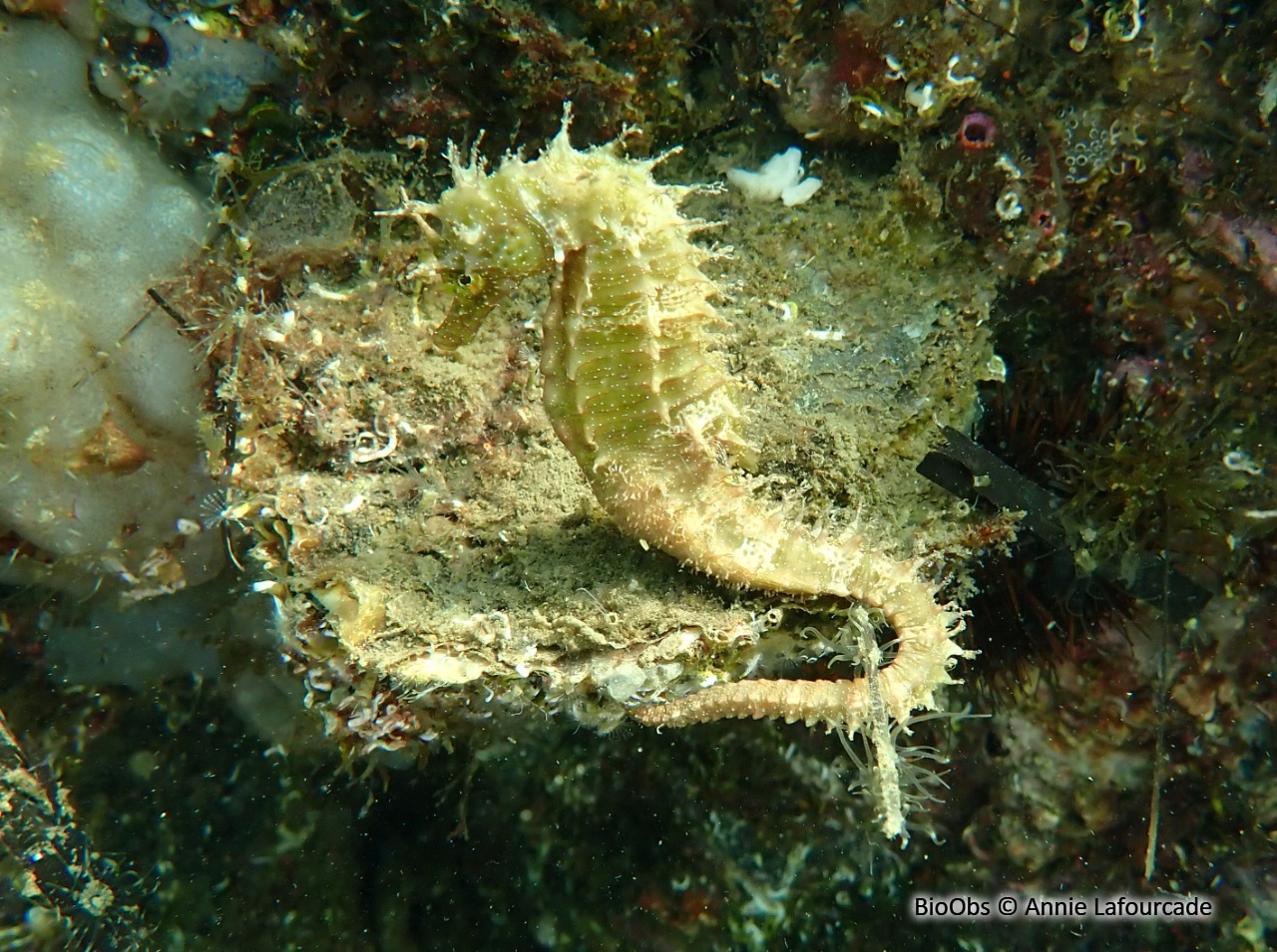 Hippocampe moucheté - Hippocampus guttulatus - Annie Lafourcade - BioObs
