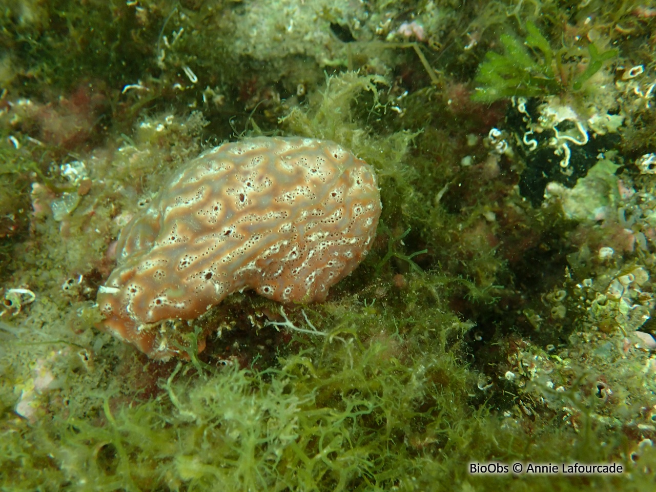 Aplidium de Nordmann; forme méditerranéenne - Aplidium aff. nordmanni - Annie Lafourcade - BioObs