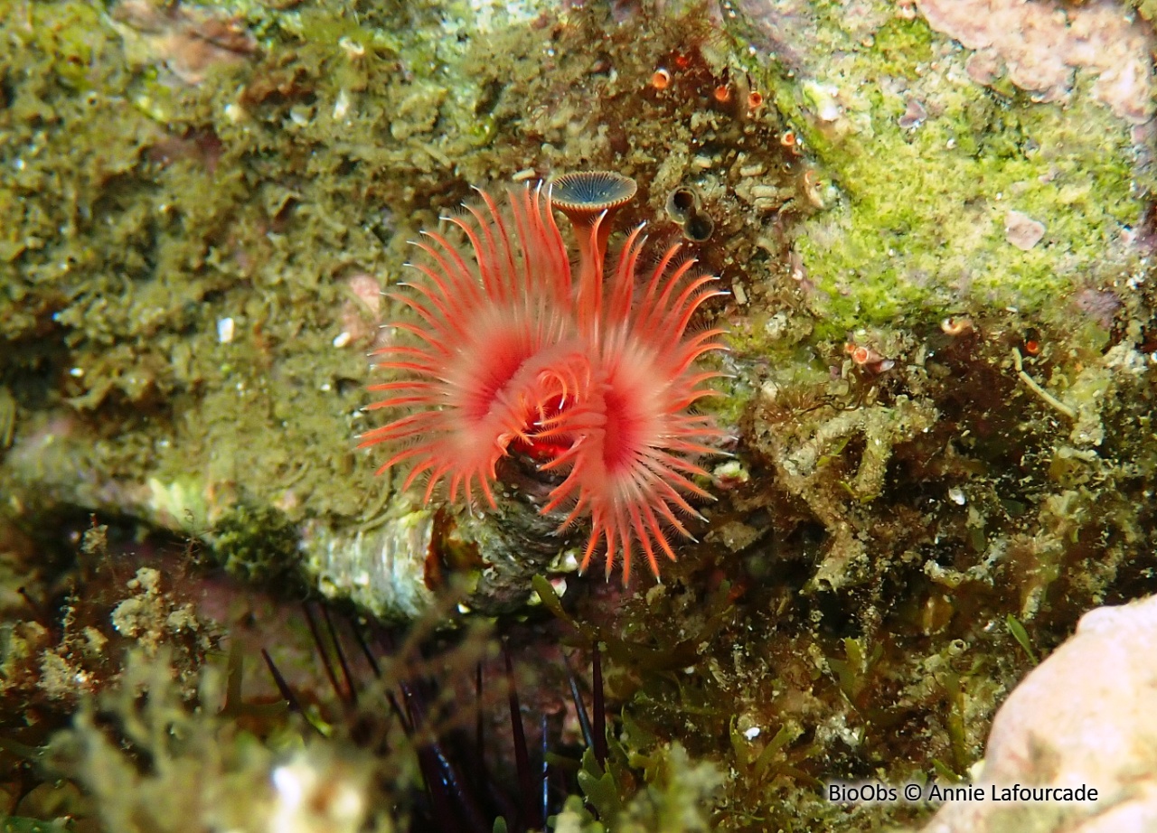 Serpule - Serpula vermicularis - Annie Lafourcade - BioObs