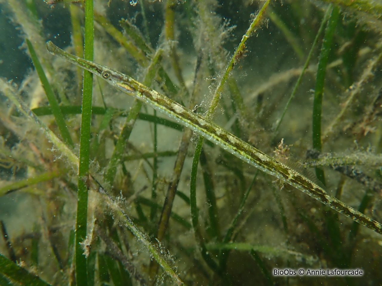 Syngnathe nageur de lagune - Syngnathus sp. - Annie Lafourcade - BioObs