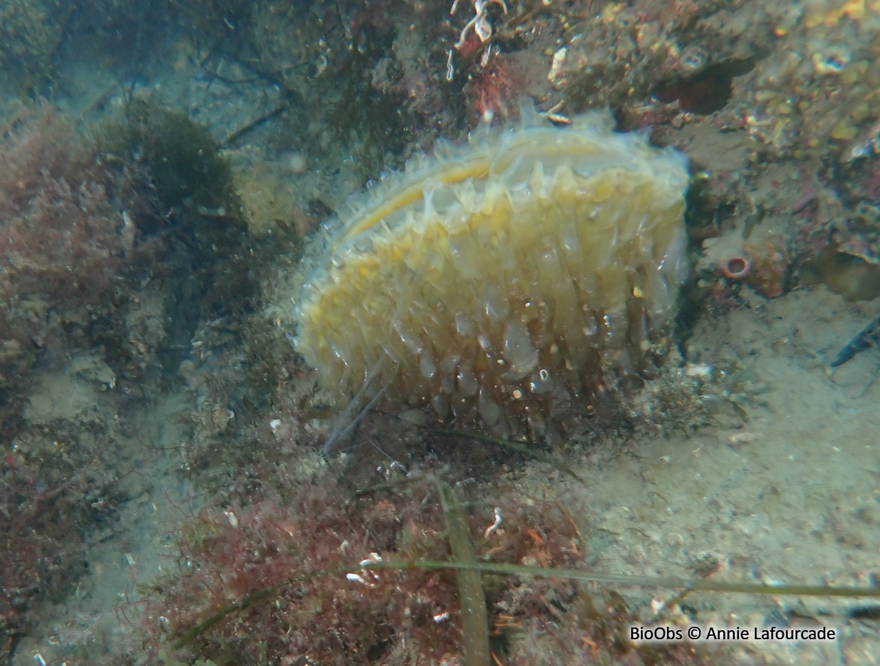 Grande nacre , Pinne noble - Pinna nobilis - Annie Lafourcade - BioObs