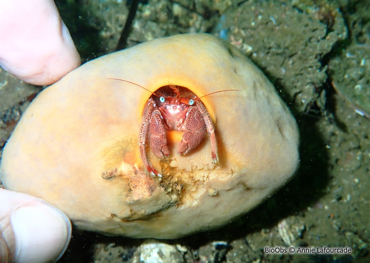 Piade - Paguristes eremita - Annie Lafourcade - BioObs