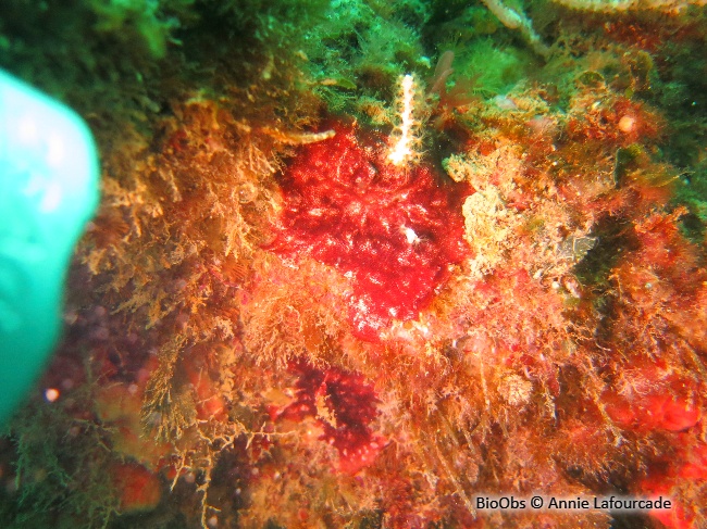 Bryozoaire encroûtant rouge - Schizobrachiella sanguinea - Annie Lafourcade - BioObs