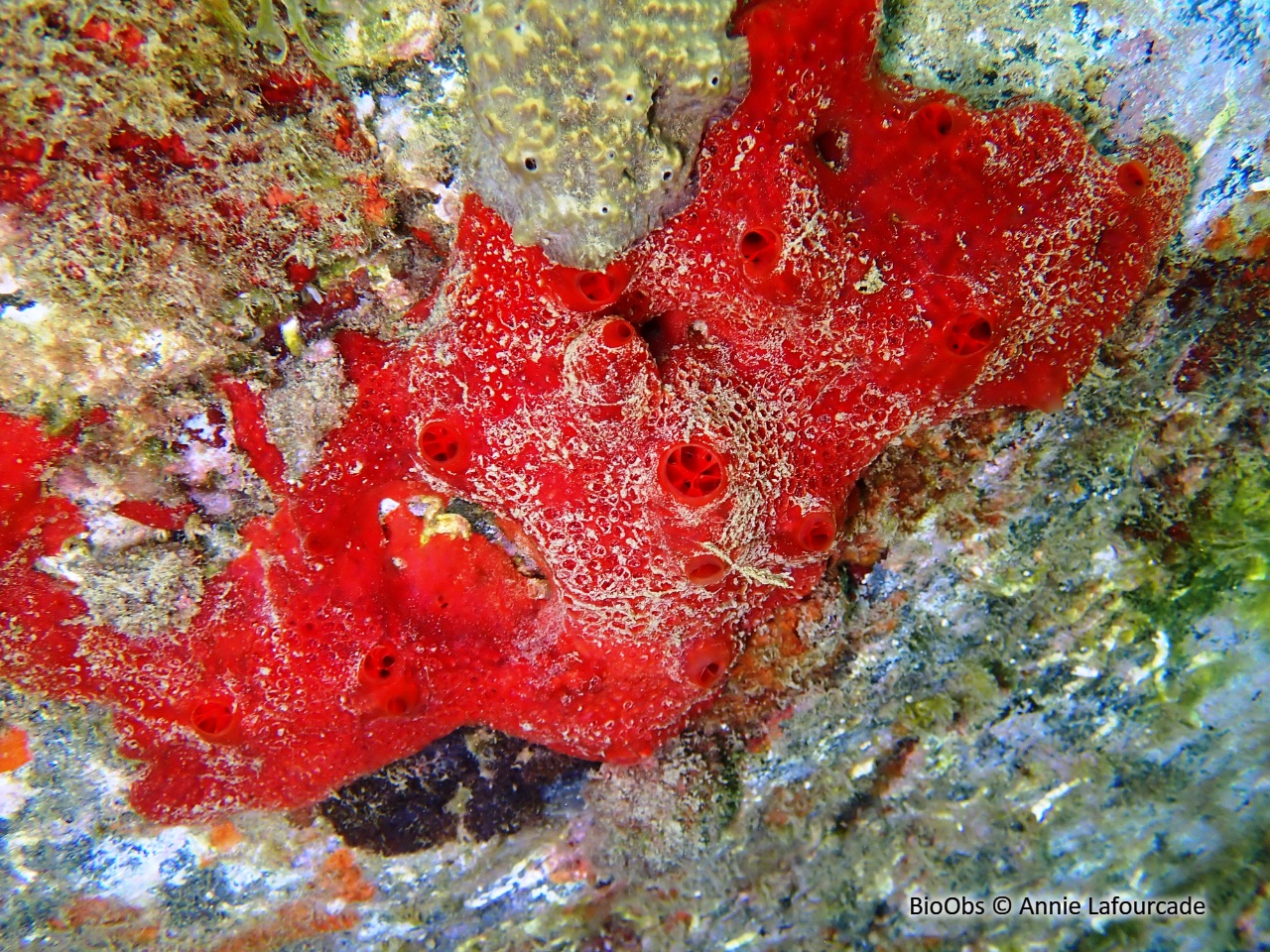 Eponge catalane rouge à cratères - Hamigera hamigera - Annie Lafourcade - BioObs