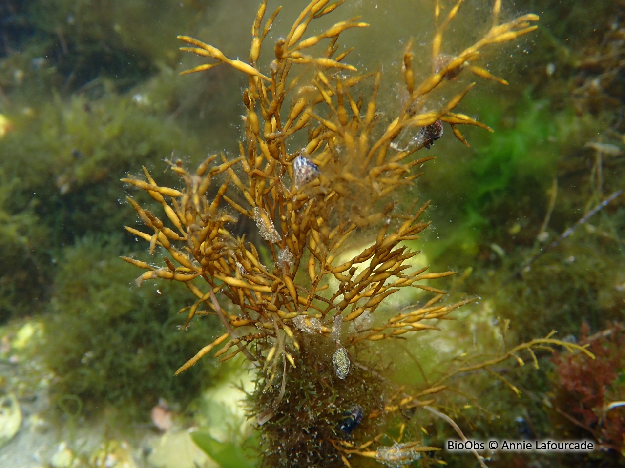 Cystoseire dorée - Gongolaria barbata - Annie Lafourcade - BioObs