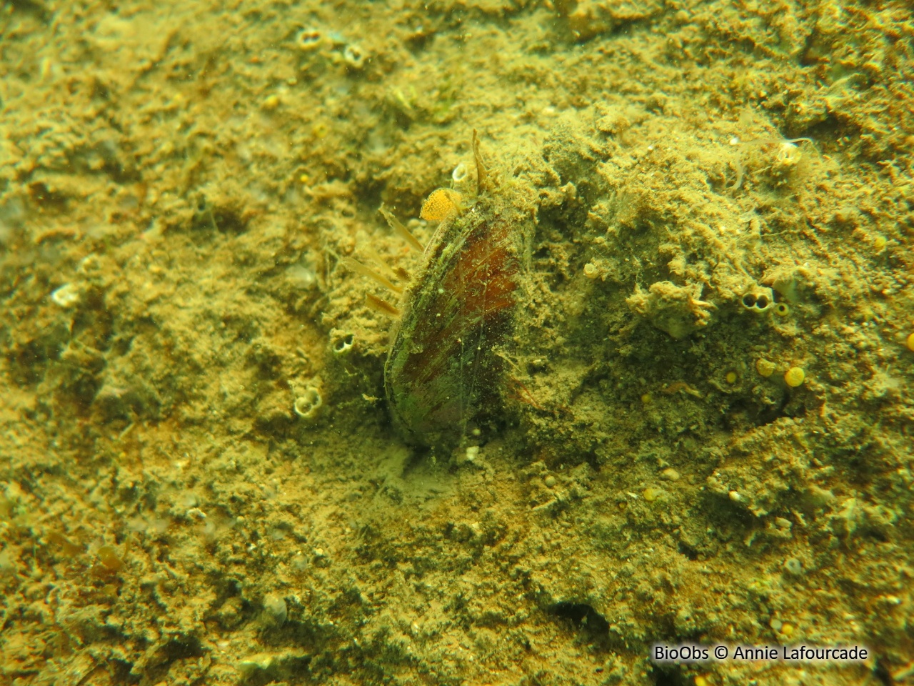 Datte de mer - Lithophaga lithophaga - Annie Lafourcade - BioObs