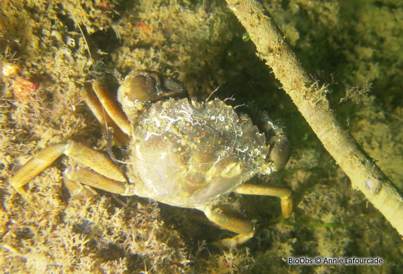 Crabe vert de Méditerranée - Carcinus aestuarii - Annie Lafourcade - BioObs