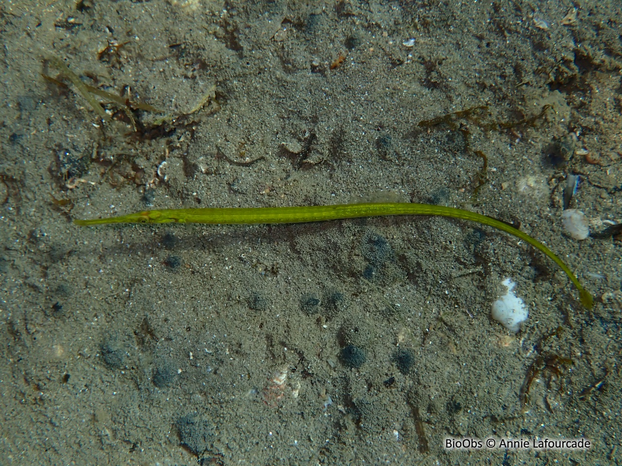 Syngnathe nageur de lagune - Syngnathus sp. - Annie Lafourcade - BioObs