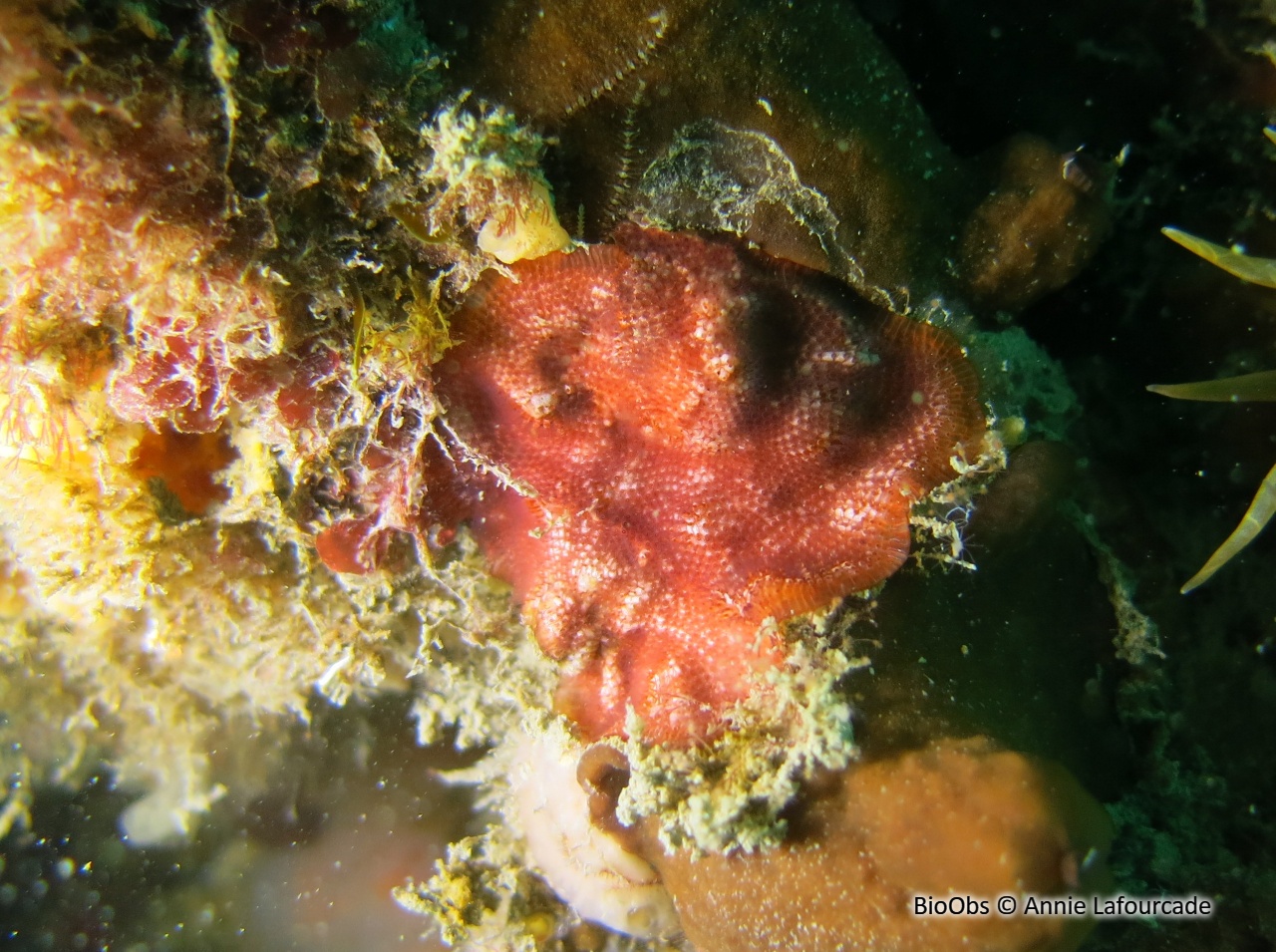 Bryozoaire encroûtant rouge - Schizobrachiella sanguinea - Annie Lafourcade - BioObs