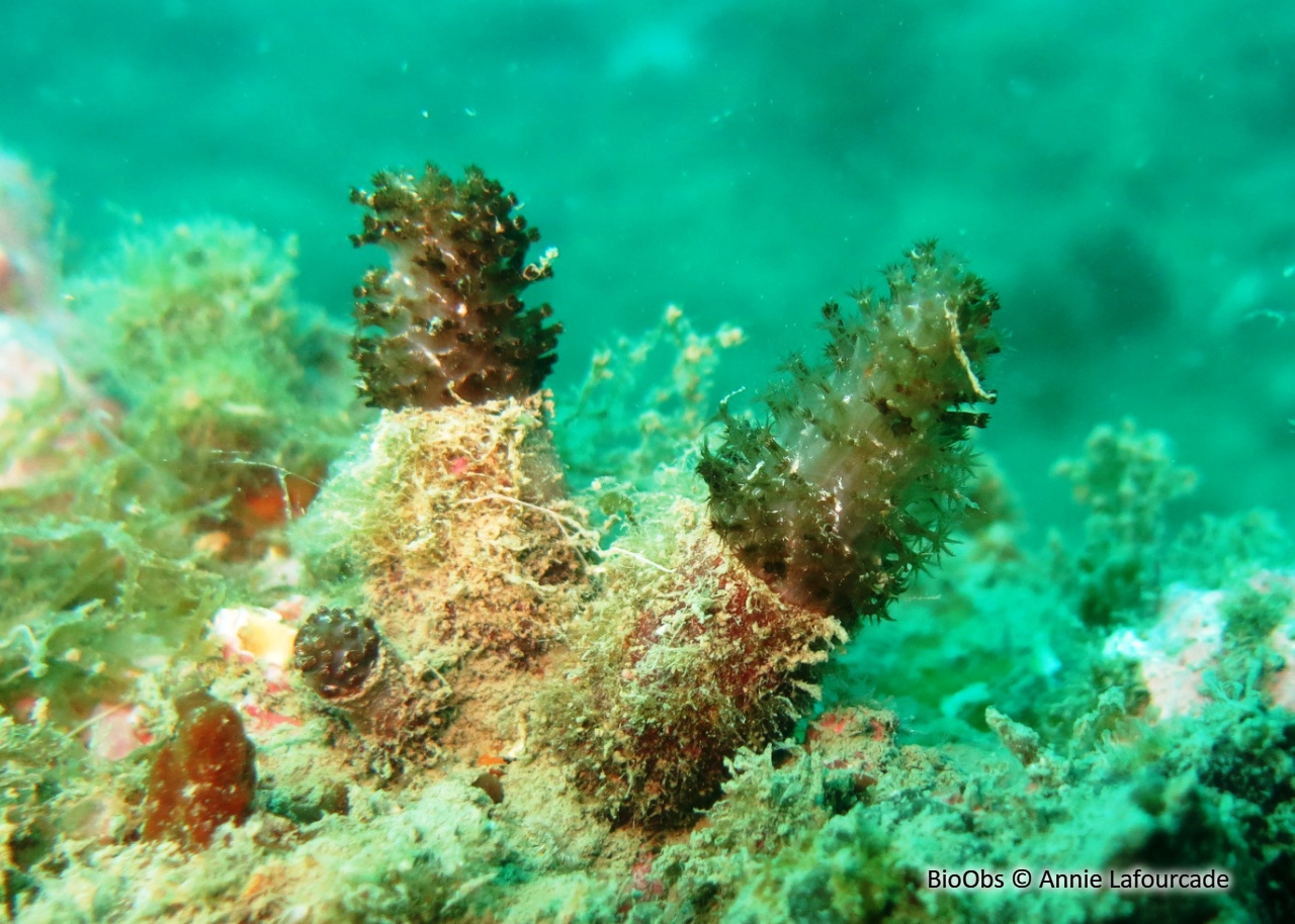 Alcyon translucide - Paralcyonium spinulosum - Annie Lafourcade - BioObs