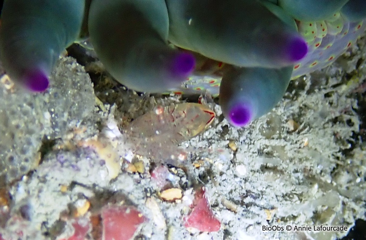 Péricliménès améthyste - Periclimenes amethysteus - Annie Lafourcade - BioObs