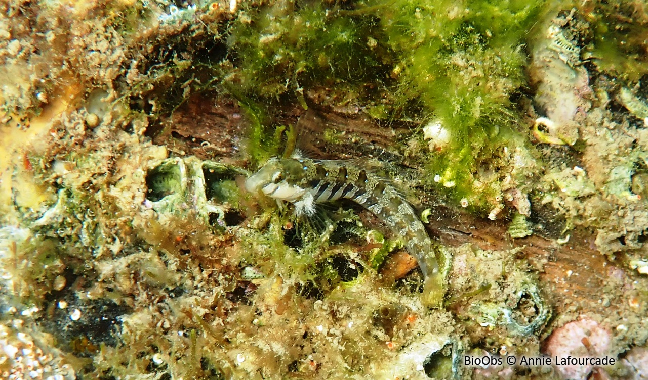 Blennie dalmate - Microlipophrys dalmatinus - Annie Lafourcade - BioObs