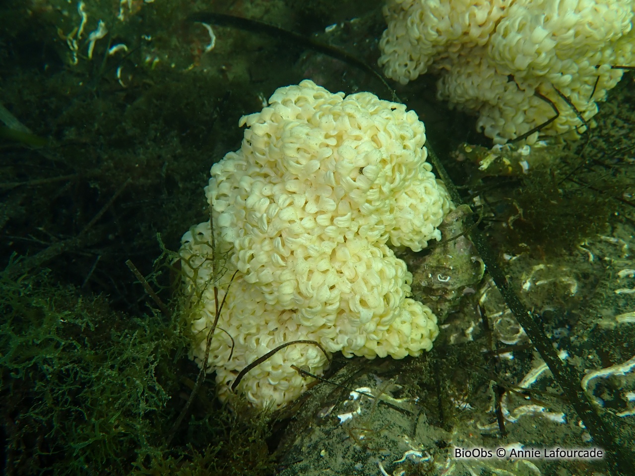 Rocher fascié ponte - Hexaplex sp - Annie Lafourcade - BioObs