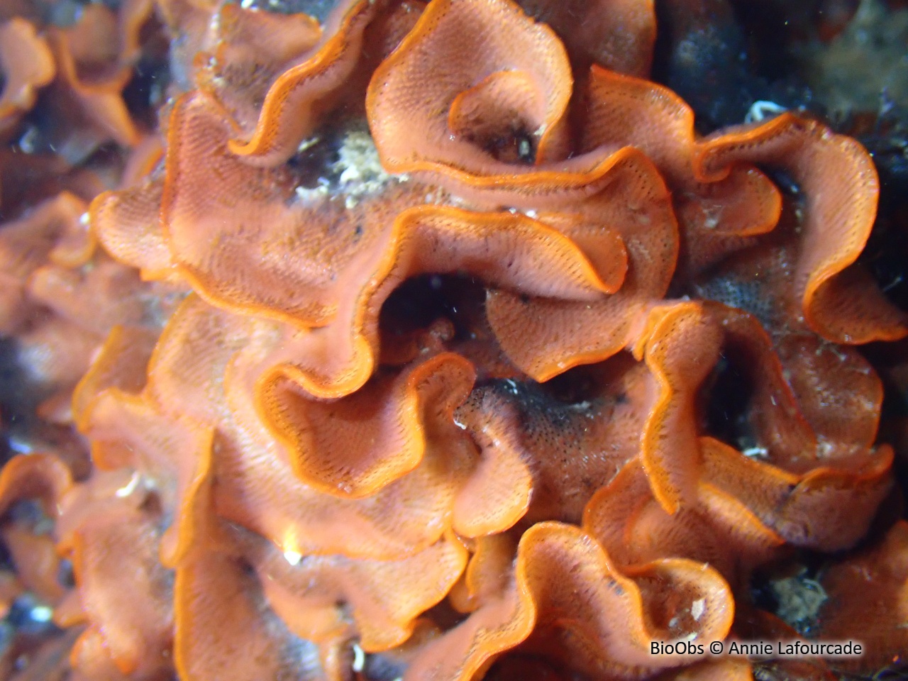 Smittine de Landsborough - Smittina landsborovii - Annie Lafourcade - BioObs