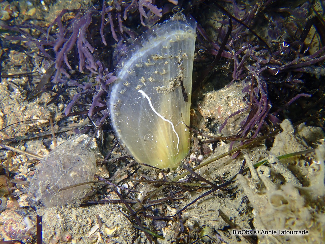 Grande nacre , Pinne noble - Pinna nobilis - Annie Lafourcade - BioObs