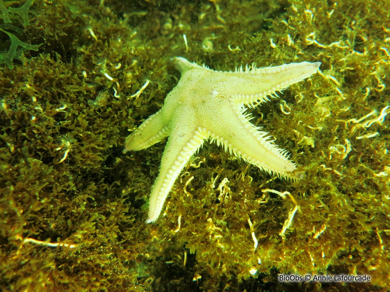 Etoile-peigne commune - Astropecten irregularis - Annie Lafourcade - BioObs