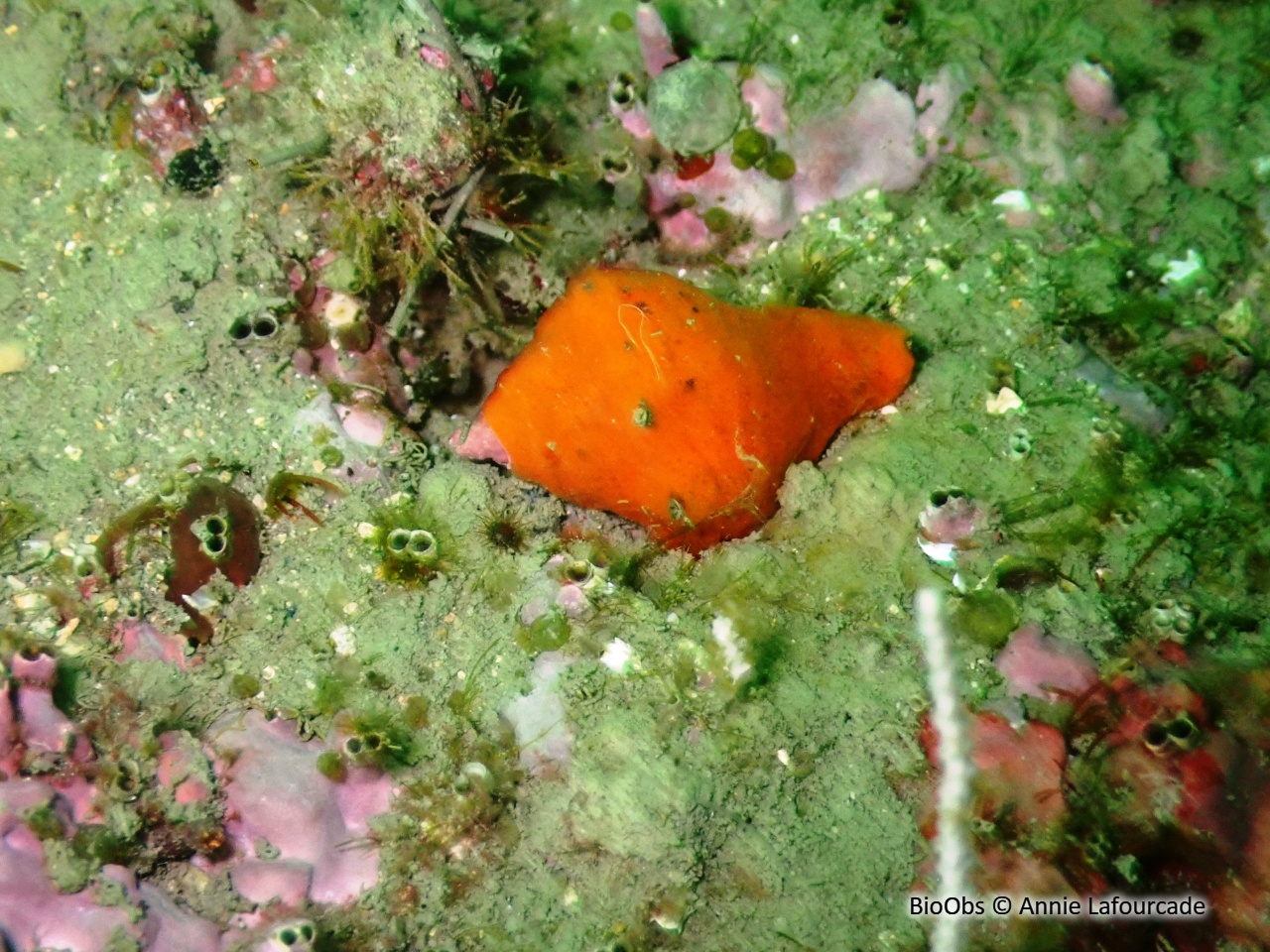 Rocher fascié - Hexaplex trunculus - Annie Lafourcade - BioObs