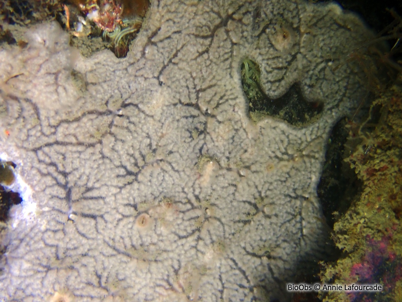 Didemne de Lahille - Didemnum lahillei - Annie Lafourcade - BioObs