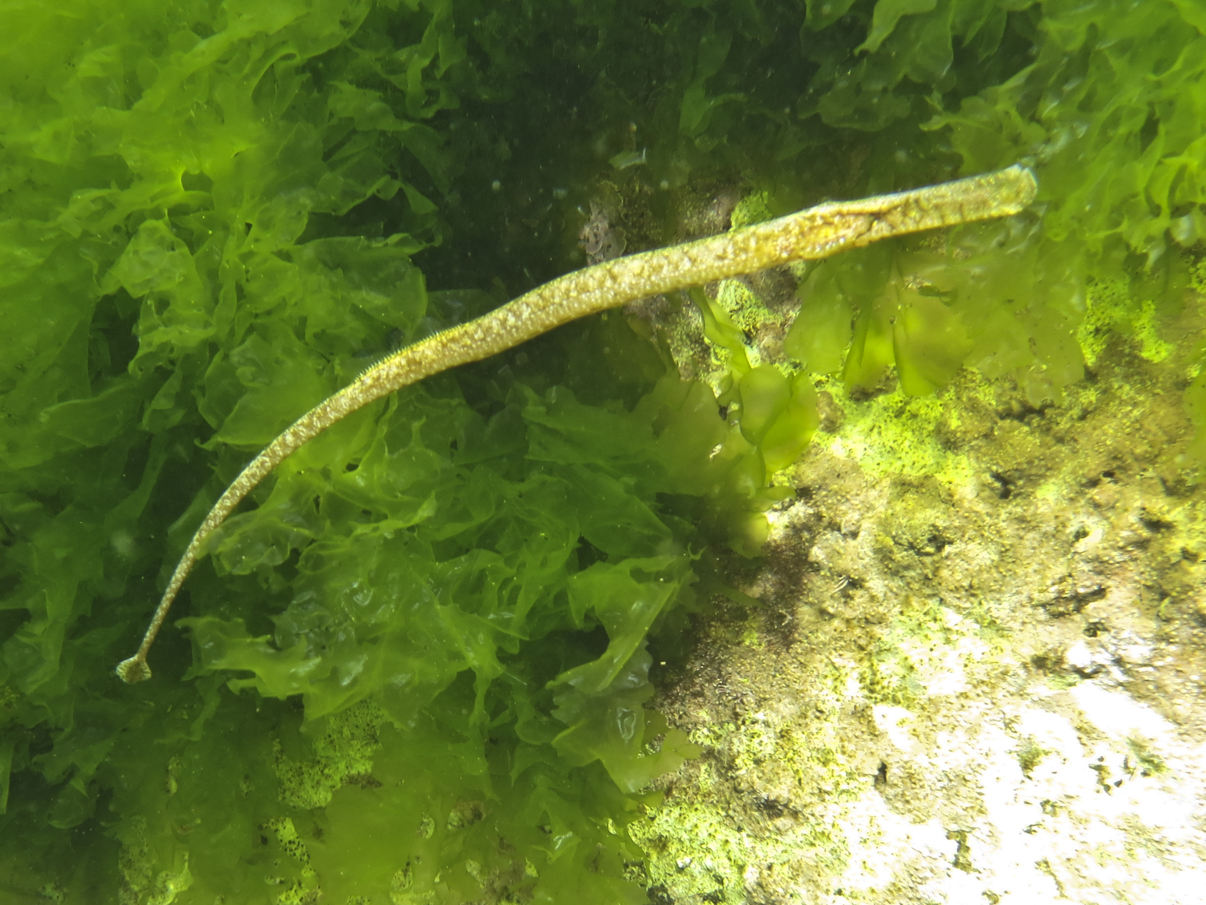 Syngnathus rondeleti Siphonostome_10_06_2015_mer AM_G_Allard_9274