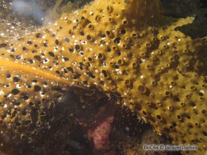 Agarum clathratum